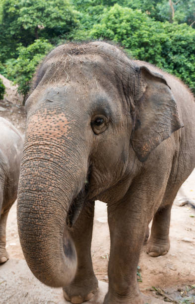 istock Wild elephants in Thailand 652539068