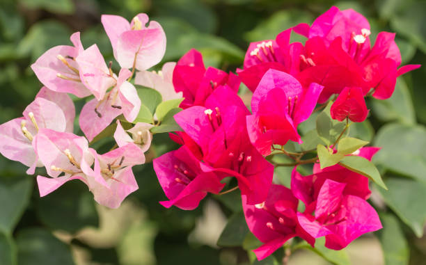 istock bougainvillea flowers in forest 652539088