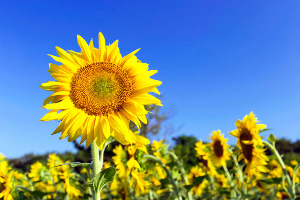 Blooming sunflower in a field on a sunny day. Sunflower in a field during flowering in the summer. alpine hulsea photos stock pictures, royalty-free photos & images