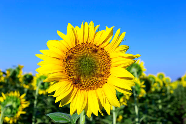 Blooming sunflower in a field on a sunny day. Sunflower in a field during flowering in the summer. alpine hulsea photos stock pictures, royalty-free photos & images