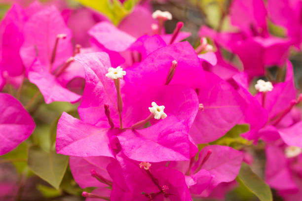 istock bougainvillea flowers in forest 652539224