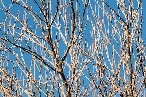 Branches of dry wood with blue sky  background