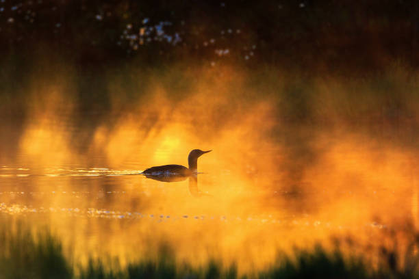 istock Red throated loon in a pond at dawn 652539636