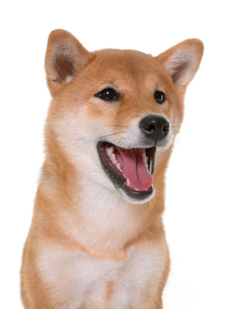 istock young shiba inu 652540514