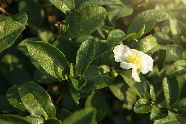 Green Tea flower plant in organic farm