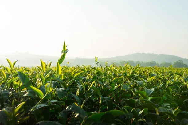 Green tea plantation farm with morning light and mist