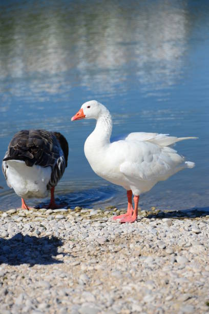 istock Goose - Geese on the Mediterranean in Spain 652543204