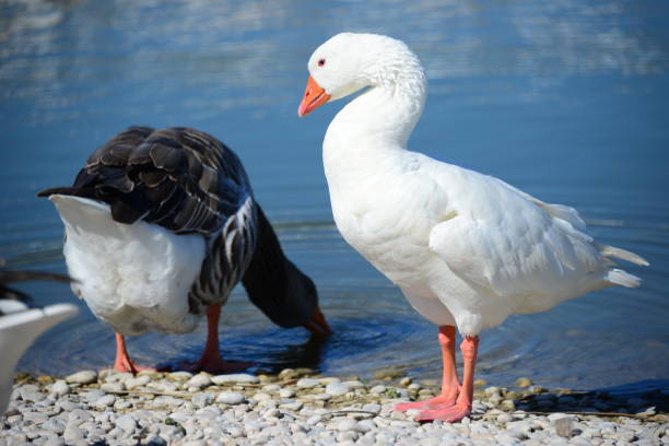 istock Goose - Geese on the Mediterranean in Spain 652545526