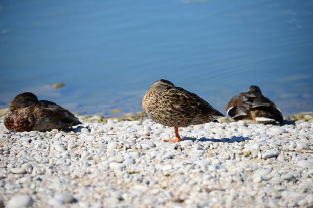 istock Goose - Geese on the Mediterranean in Spain 652545564
