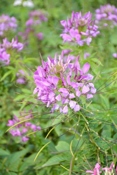 istock cleome spinosa flower in nature garden 652546538