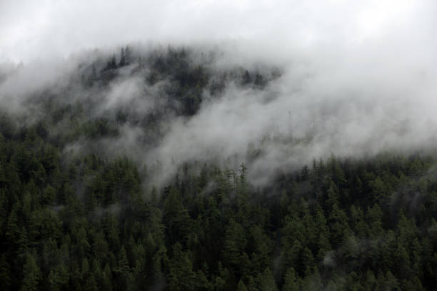 istock foggy clouds hanging over alpine mountain forest 652548940