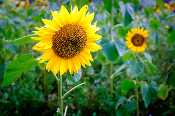 Autumn Sunflowers stock photo