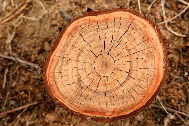 Aborted flower of life in spring, The sawed trunk is like a flower of various shapes, This is the final declaration of life.