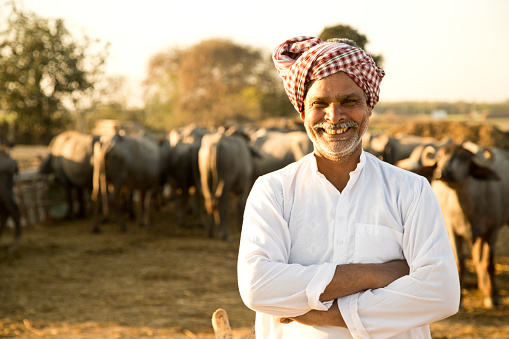 Portrait of happy buffalo shepherd on agricultural field