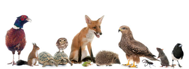 istock group of wild animals 652553648