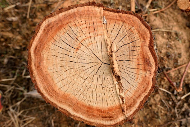 Backgrounds of wood material.