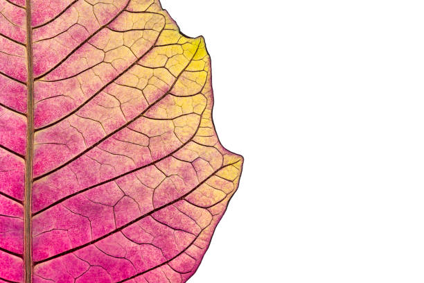 istock texture with leaf veins of withered poinsettia flower 652556032