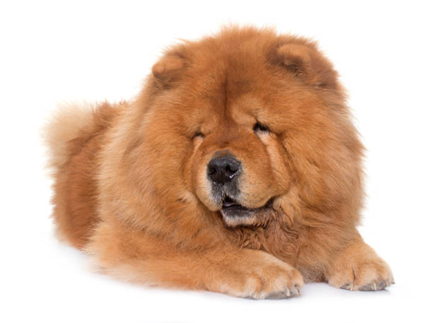 chow chow dog chow chow dog in front of white background chow chow lion stock pictures, royalty-free photos & images