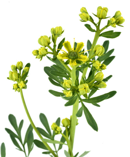 istock Street; Ruta graveolens 652560500