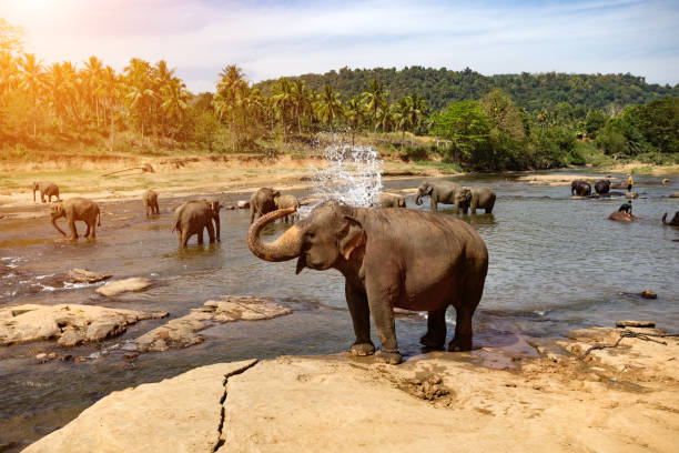 Elephants bathing in the river. Landscape.