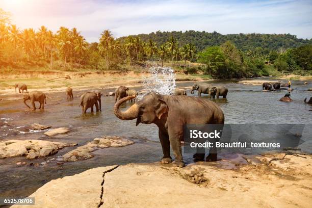 Elephants Bathing In The River Landscape Stock Photo - Download Image Now - Sri Lanka, Elephant, Grazing