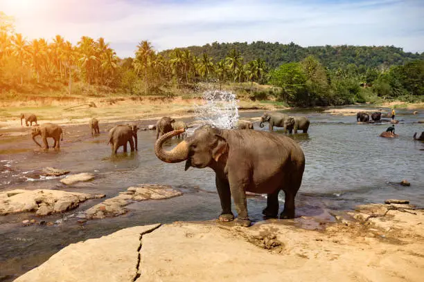 Elephants bathing in the river. National park. Pinnawala Elephant Orphanage. Sri Lanka.