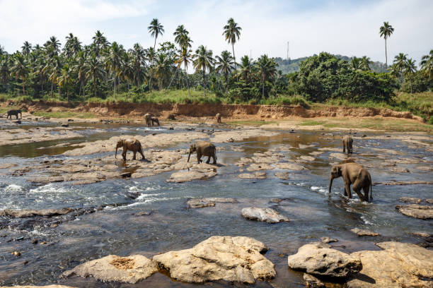 istock Elephants bathing in the river. Landscape. 652578746