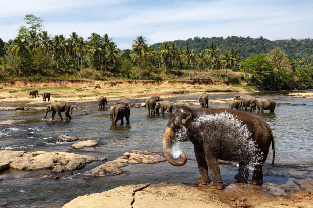 istock Elephants bathing in the river. Landscape. 652578750