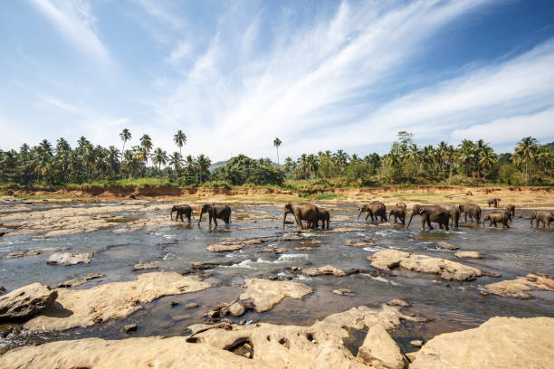 istock Elephants bathing in the river. Landscape. 652578756