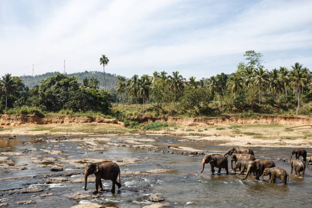 istock Elephants bathing in the river. Landscape. 652578808
