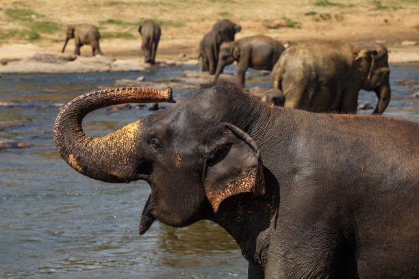istock Elephants bathing in the river. Landscape. 652578842