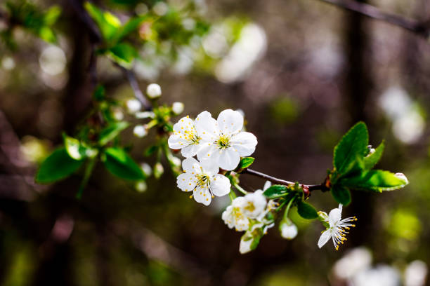 istock Flowers of the cherry blossoms on a spring day. 652578972