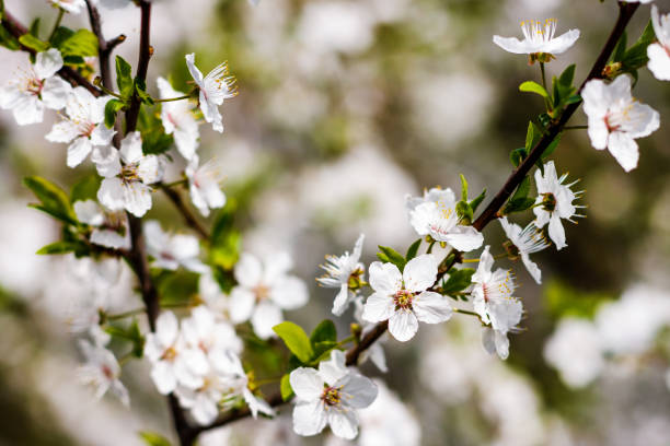 istock Flowers of the cherry blossoms on a spring day. 652579084