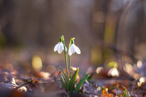 istock spring of the first snowdrops in the forest 652579346
