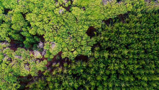 Aerial Background of Pine Forest. Aerial view of Pine trees Auckland, New Zealand. agroforestry stock pictures, royalty-free photos & images