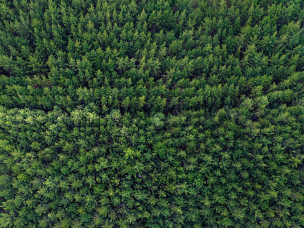 Pine Forest Aerial View. Aerial view of Pine trees Auckland, New Zealand. agroforestry stock pictures, royalty-free photos & images