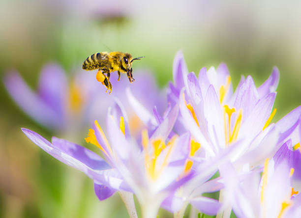 istock Flying honeybee pollinating a purple crocus flower 652579760