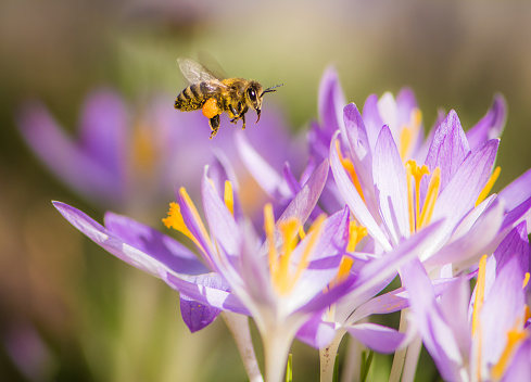 Flying honeybee pollinating a purple crocus flower in spring