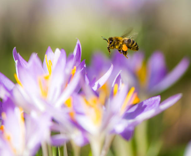 istock Flying honeybee pollinating a purple crocus flower 652580096