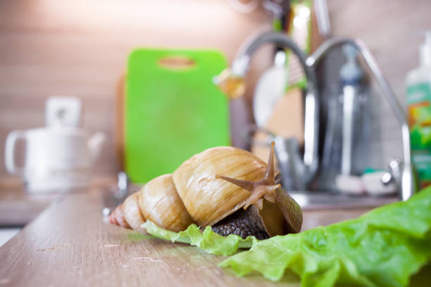 istock Giant african snail Achatina 652580874