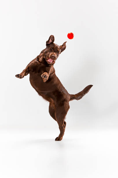The brown labrador retriever on white The brown labrador retriever playing on white studio background dog agility photos stock pictures, royalty-free photos & images
