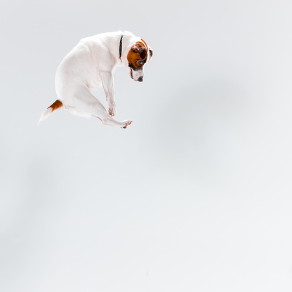 Small Jack Russell Terrier playing on white background