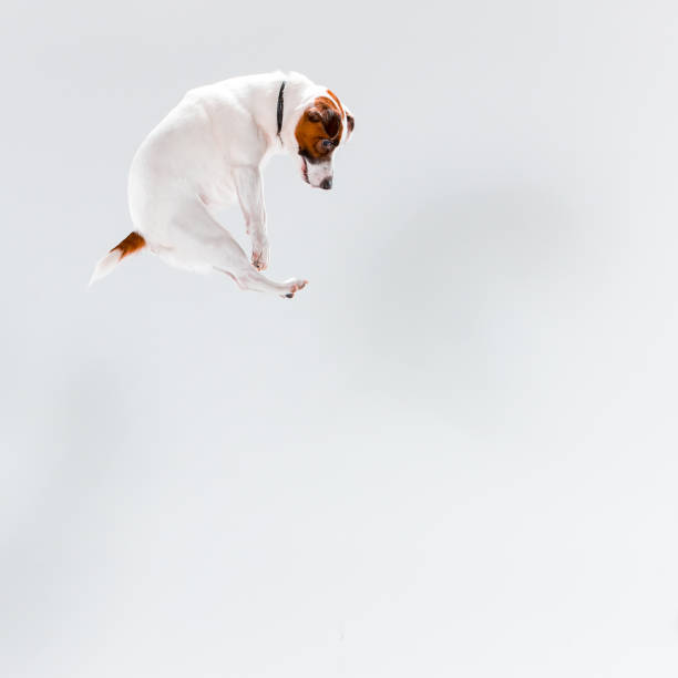 pequeno jack russell terrier em branco - dog jumping - fotografias e filmes do acervo