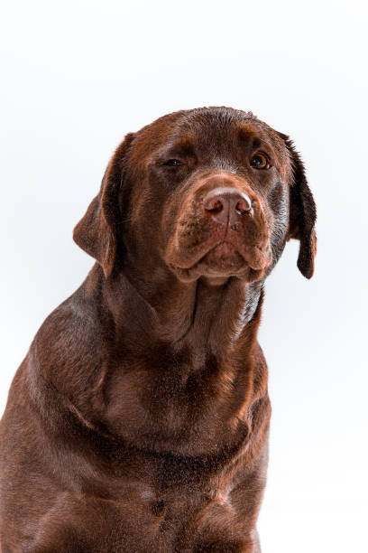 istock The brown labrador retriever on white 652587860
