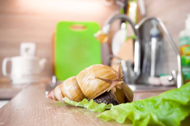 istock Giant african snail Achatina 652587914