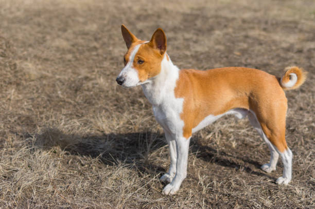 istock Brave Basenji dog standing on early spring ground 652588424