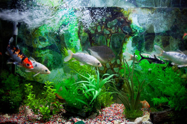 istock Fish in a row in aquarium 652594726