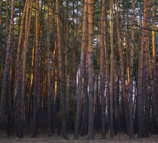 istock The wall of pines 652595024