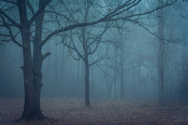 istock Foggy dawn in the wood 652595822