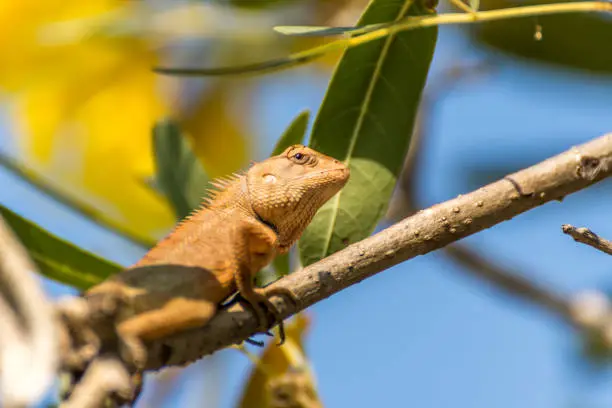 Lizard (Oriental garden lizard, Eastern garden lizard, Changeable lizard, Calotes mystaceus, Calotes versicolor, Agamidae, Agamid lizard) red and brown color on a tree in the garden